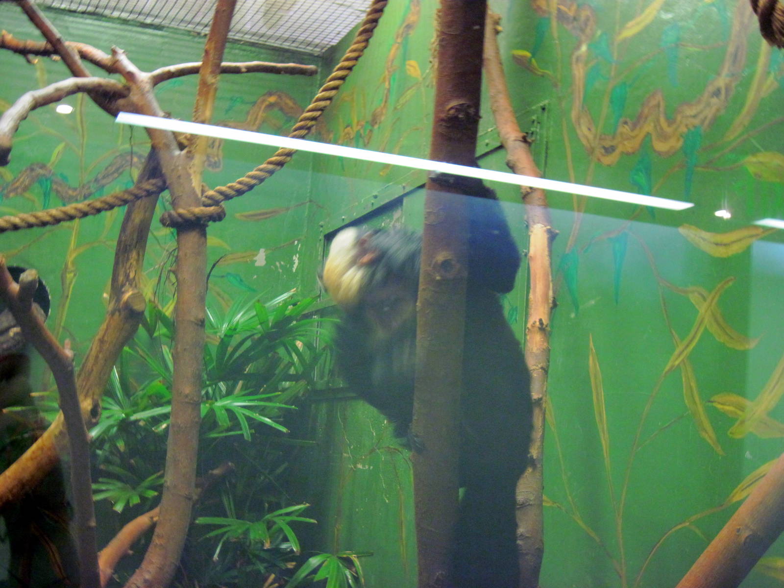 Small Mammal House-White-faced Saki Monkey