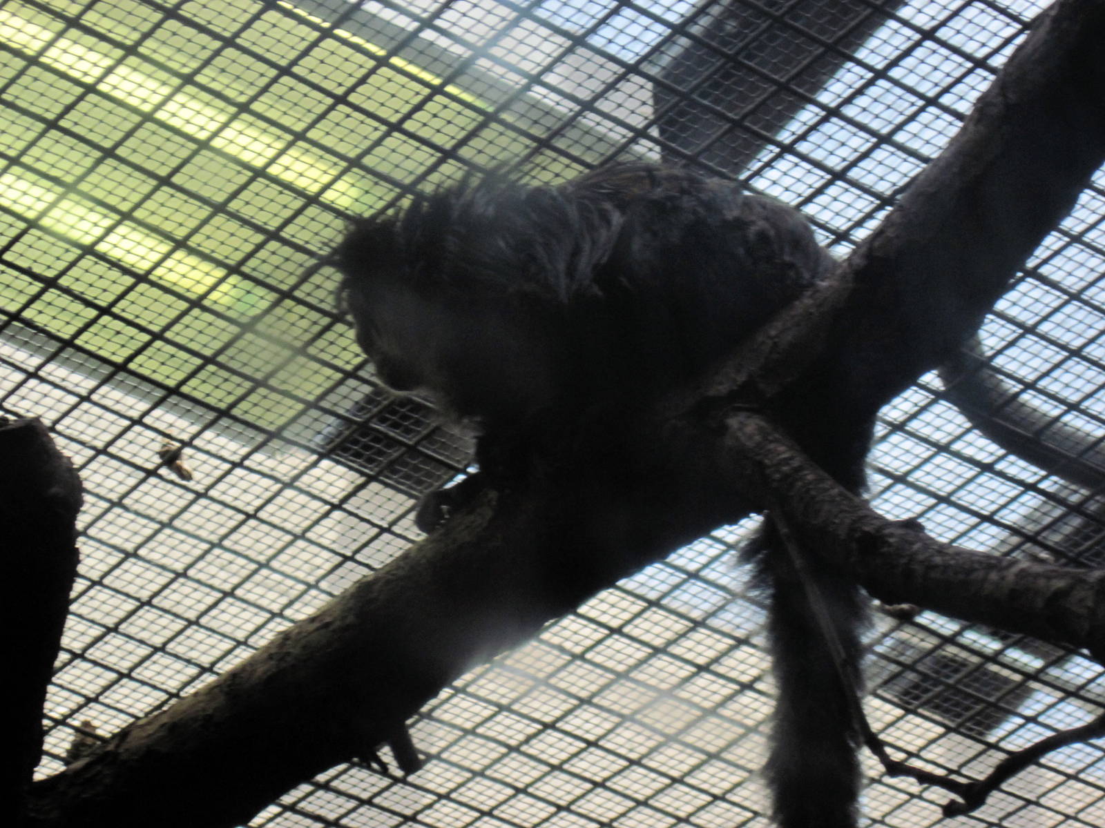 Small Mammal House-White-faced Saki Monkey
