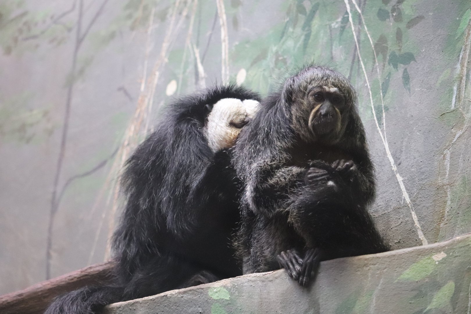 Small Mammal House - White-Faced Saki