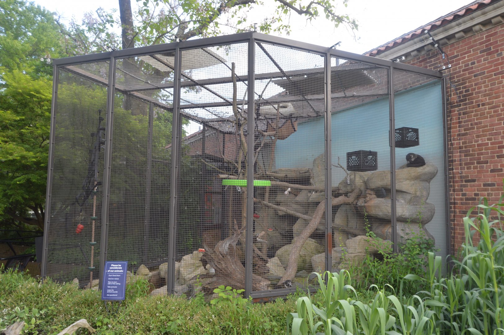 Small Mammal House - White-nosed Coati (Nasua narica)