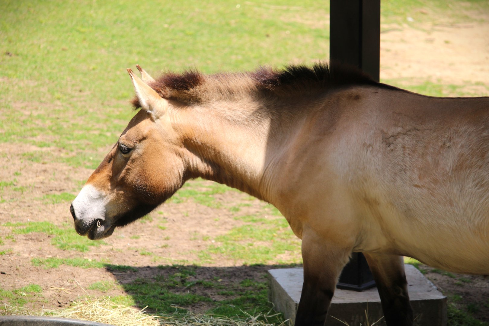 Small Mammal House - Wild Horse