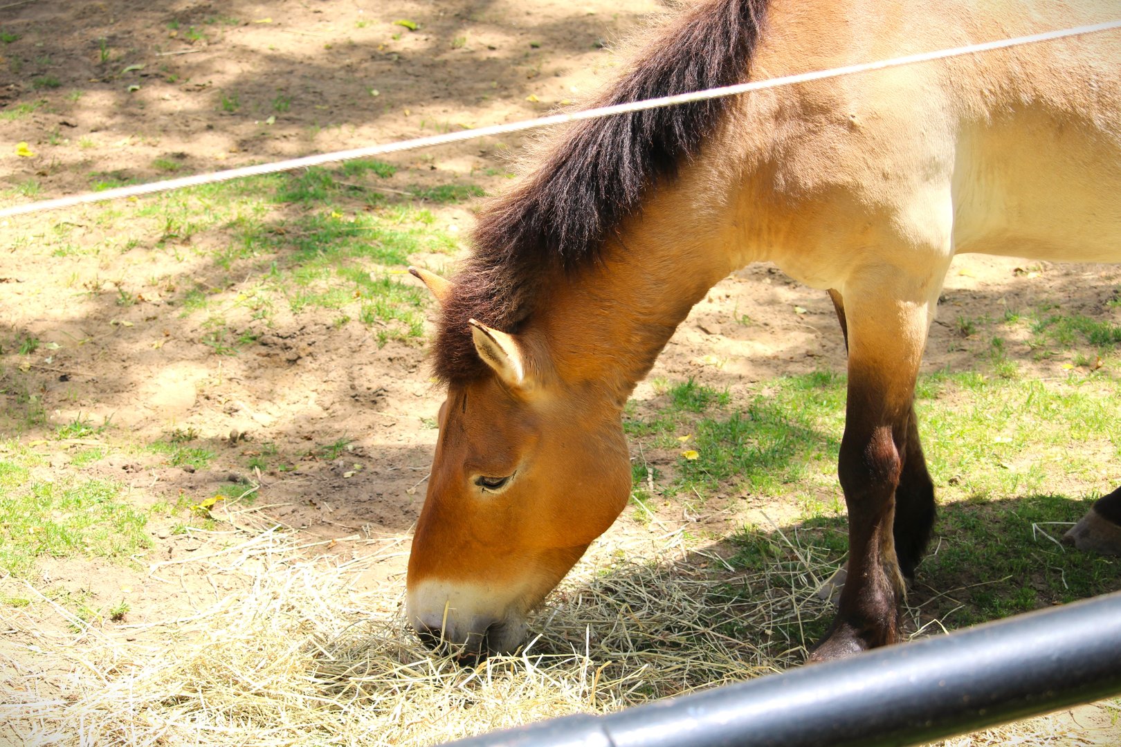 Small Mammal House - Wild Horse