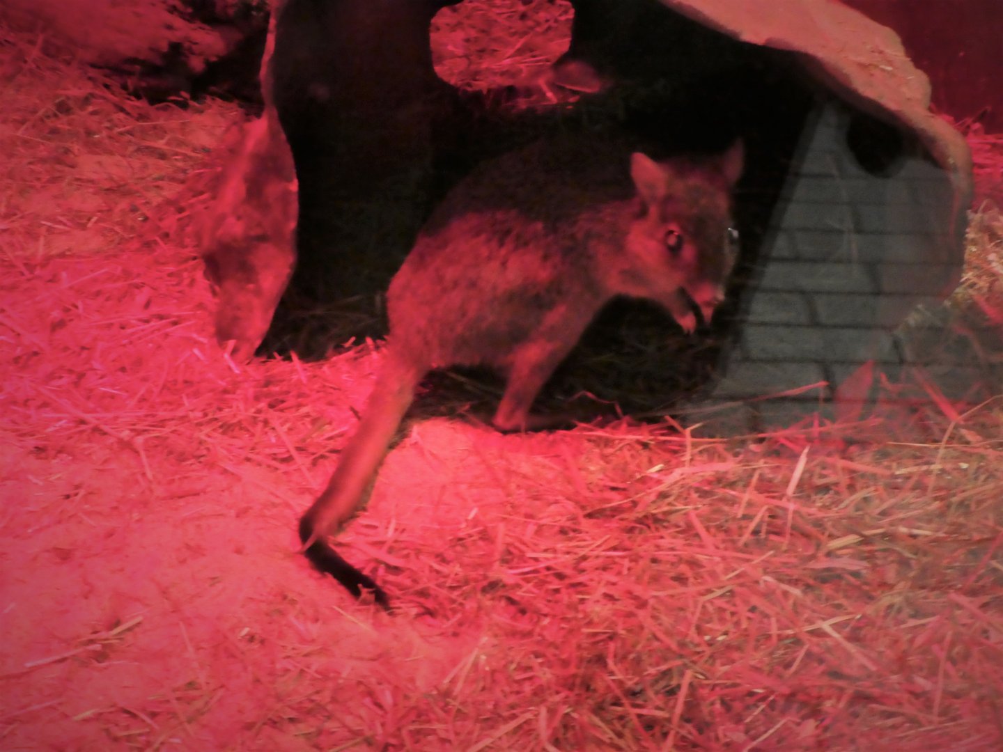 Small Mammal House - Woylie