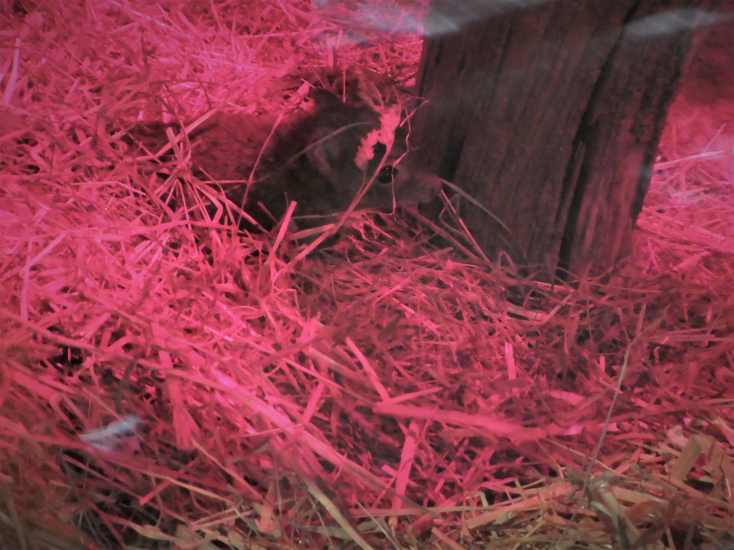 Small Mammal House - Woylie