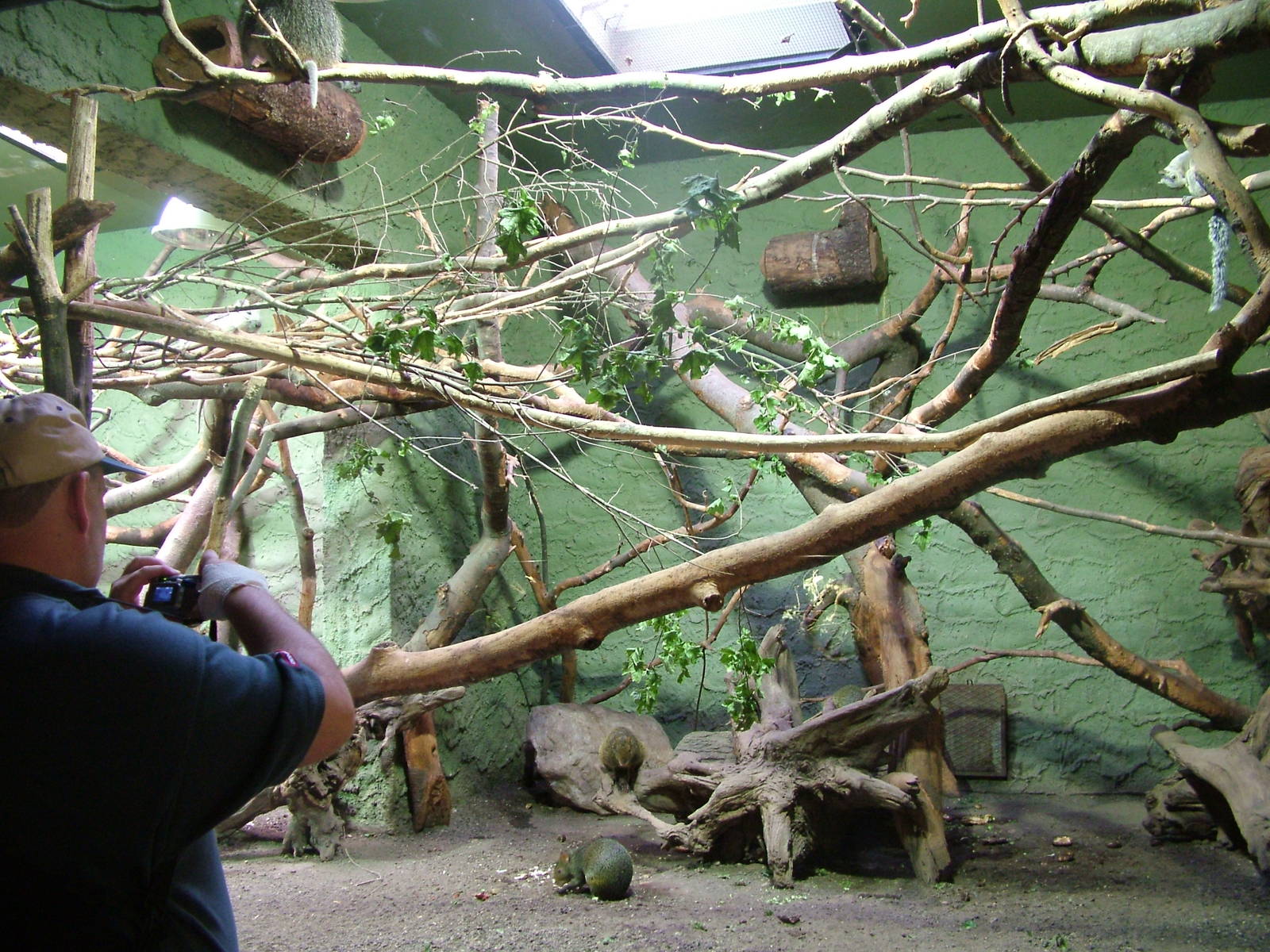 Small mammal mixed exhibit at Munich Zoo 2006