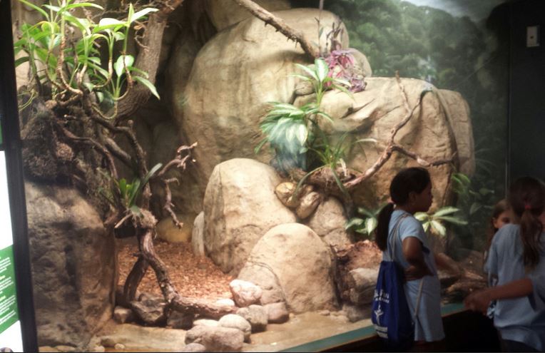 Small Mammal - Reptile House - Dumeril's Ground Boa Exhibit