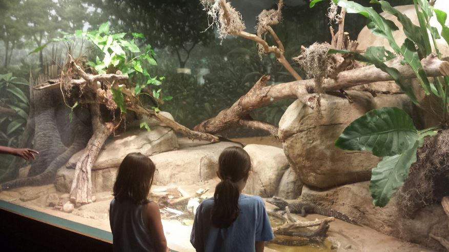 Small Mammal - Reptile House - Dwarf Crocodile Exhibit