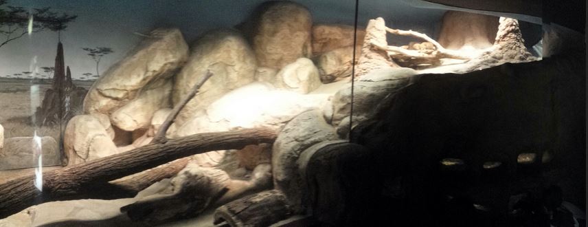 Small Mammal - Reptile House - Dwarf Mongoose + Naked Mole Rat Exhibits