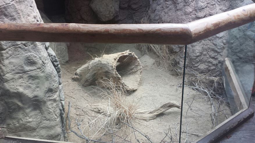 Small Mammal - Reptile House - Fennec Fox Exhibit