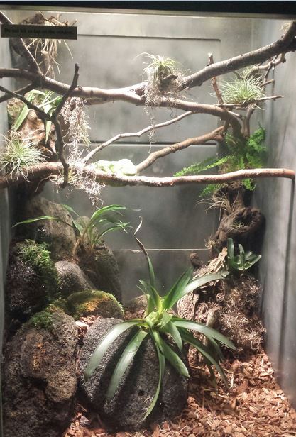 Small Mammal - Reptile House - Green Tree Python Exhibit