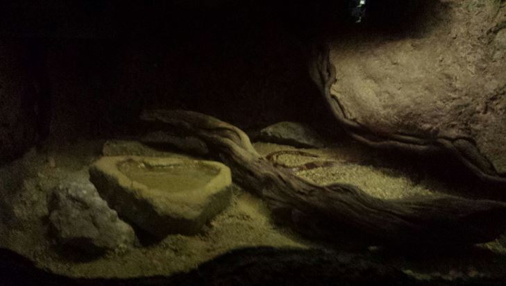 Small Mammal - Reptile House - Kenyan Sand Boa Exhibit