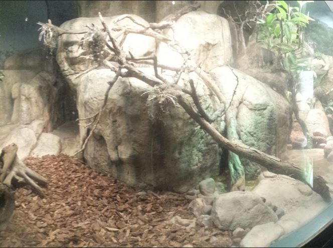 Small Mammal - Reptile House - Mexican Beaded Lizard Exhibit