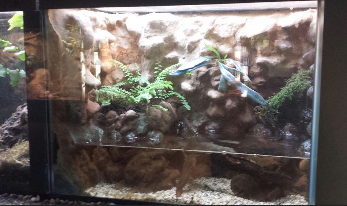 Small Mammal - Reptile House - Oriental Fire-bellied Toad Exhibit