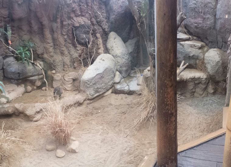 Small Mammal - Reptile House - Parma Wallaby Exhibit