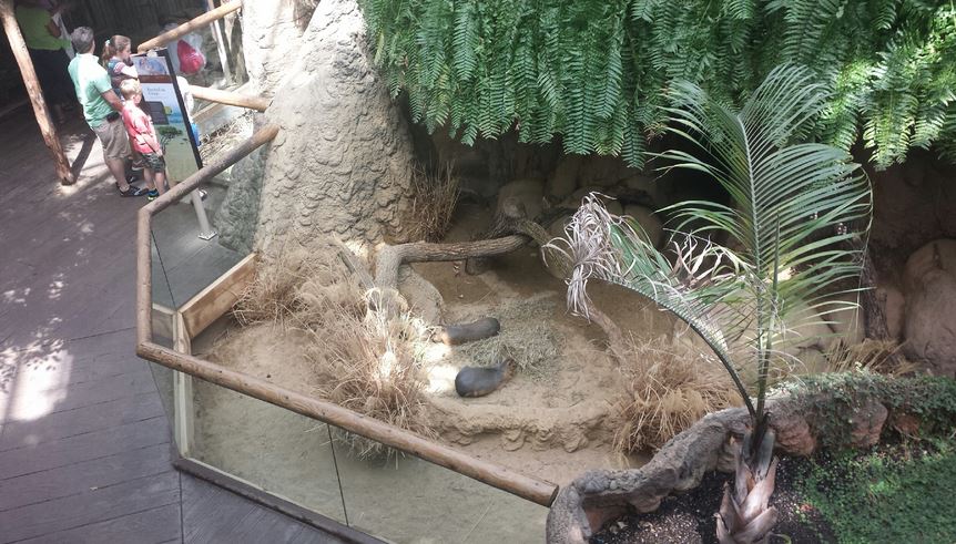Small Mammal-Reptile House - Patagonian Cavy Exhibit
