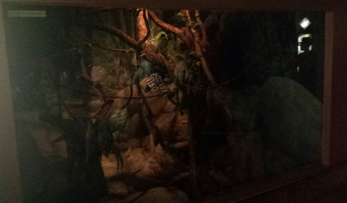 Small Mammal - Reptile House - Pygmy Slow Loris Exhibit