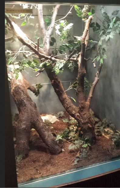 Small Mammal - Reptile House - Solomon Islands Skink + Solomon Leaf Frog Ex