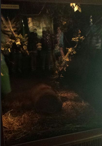 Small Mammal + Reptile House - Southern Three-banded Armadillo Exhibit