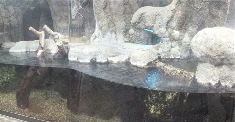 Small Mammal - Reptile House - Spectacled Caiman Exhibit