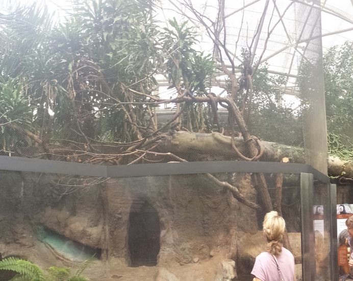 Small Mammal - Reptile House -White-faced Saki Monkey Exhibit