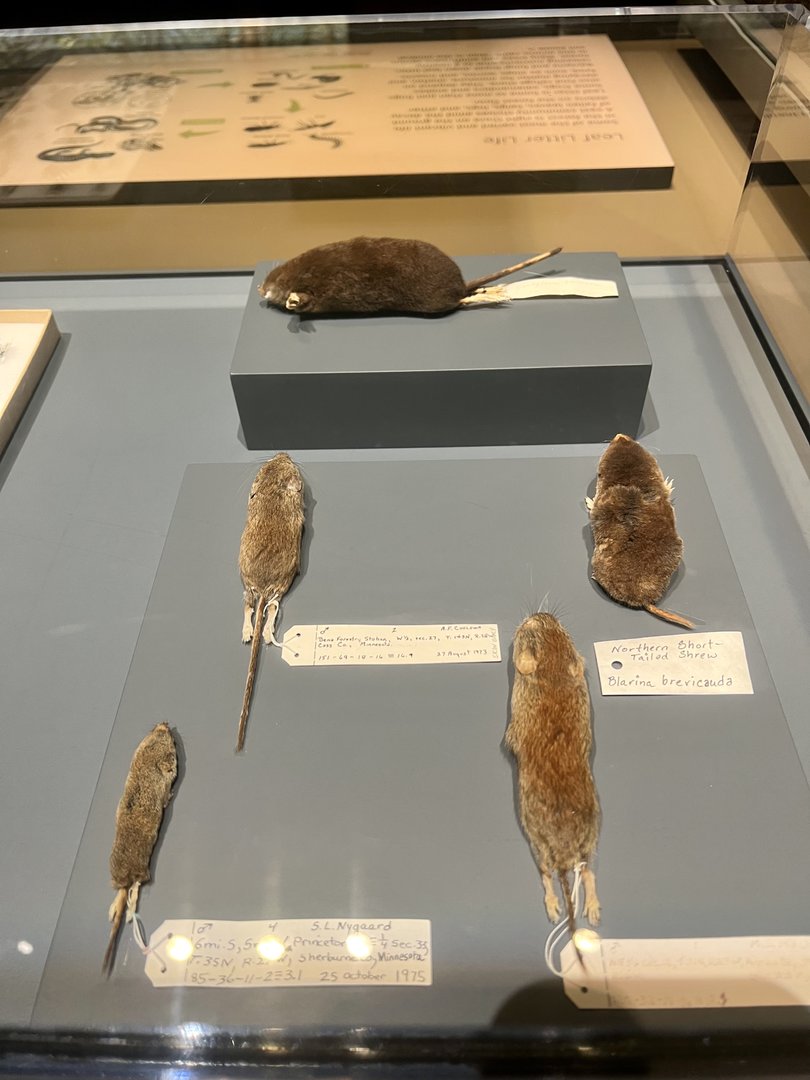 Small Mammal Specimens