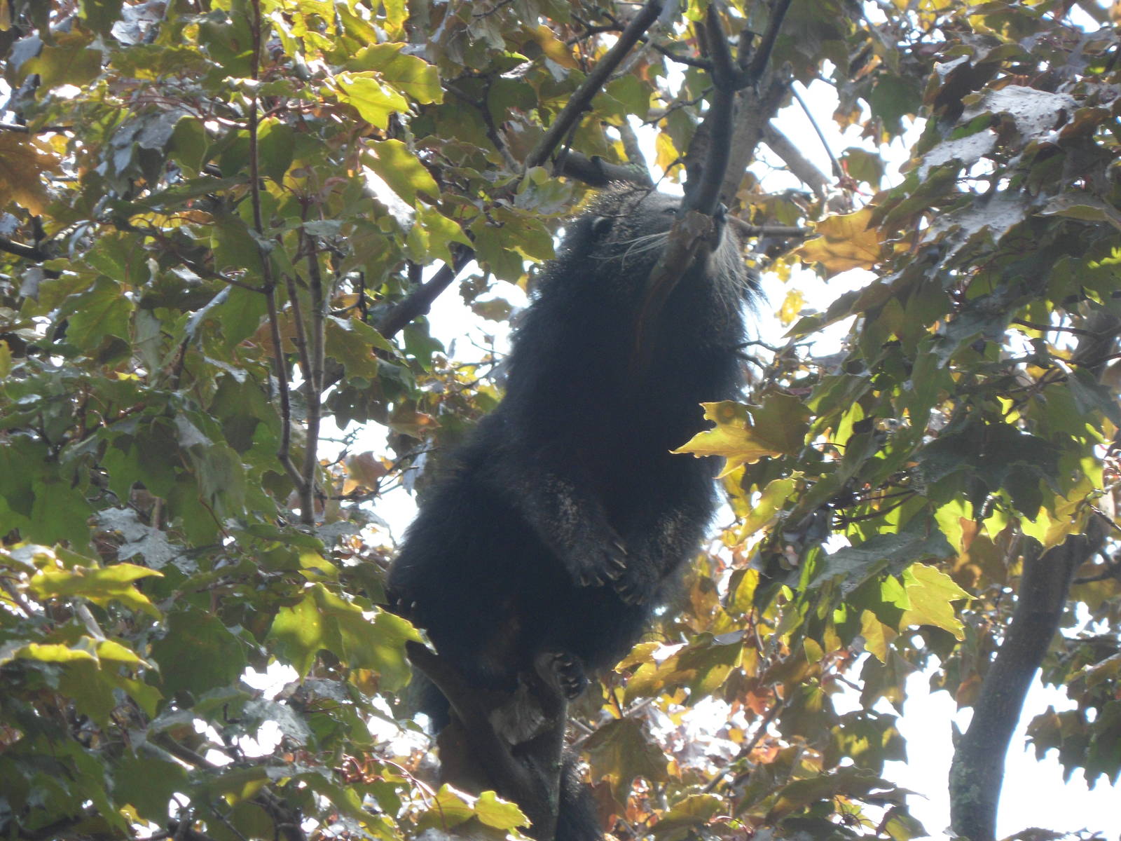 Small Mammals Binturong