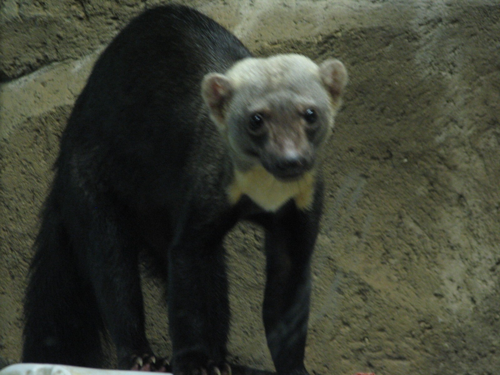 Small Mammals Building - Tayra