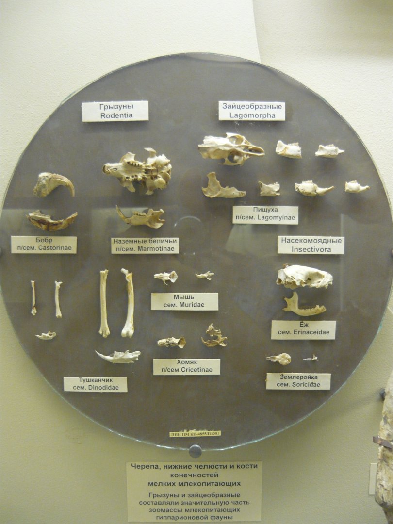 Small mammals from the Hipparion fauna