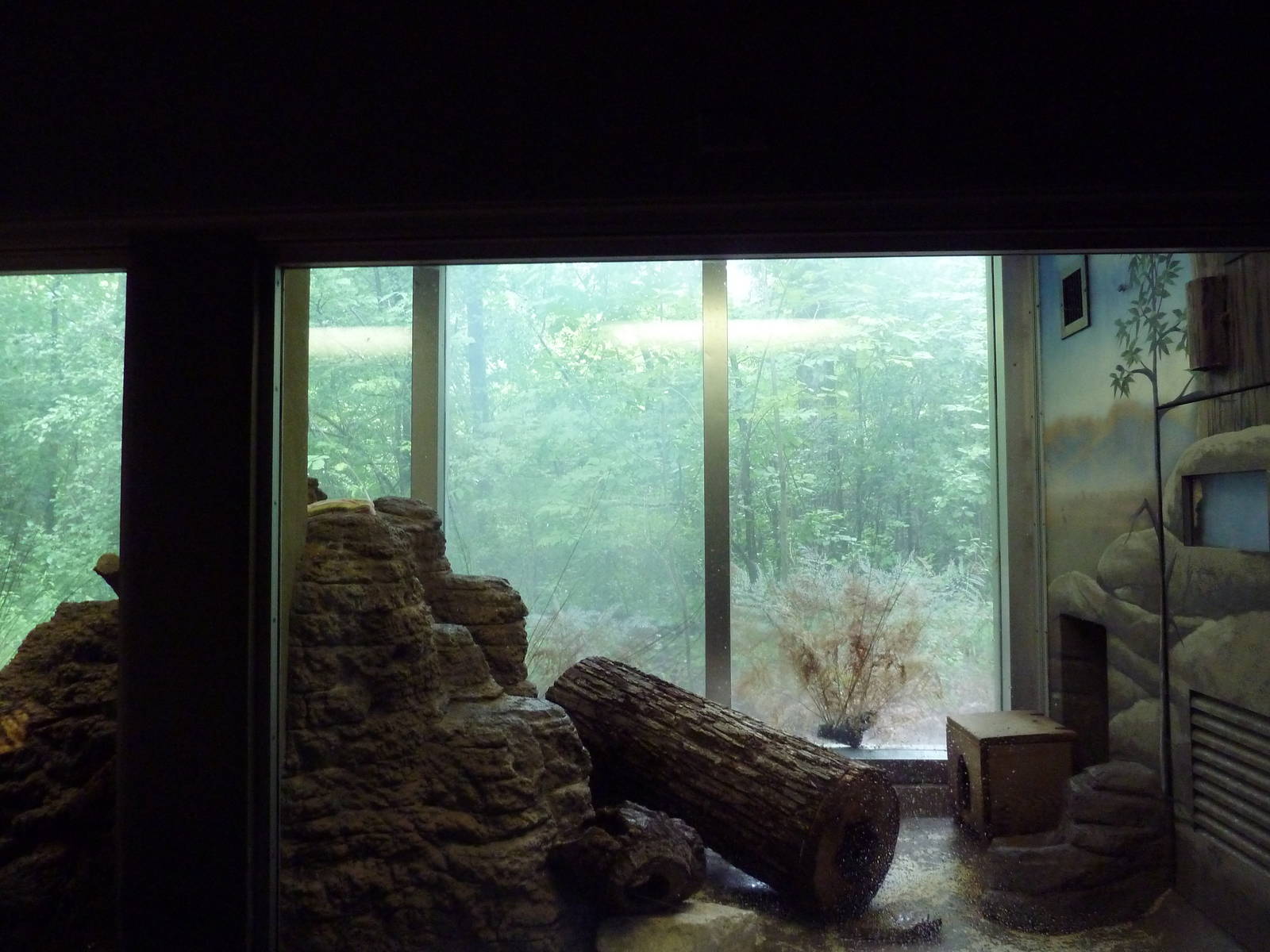 Small Mammals House - Dwarf Mongoose Exhibit