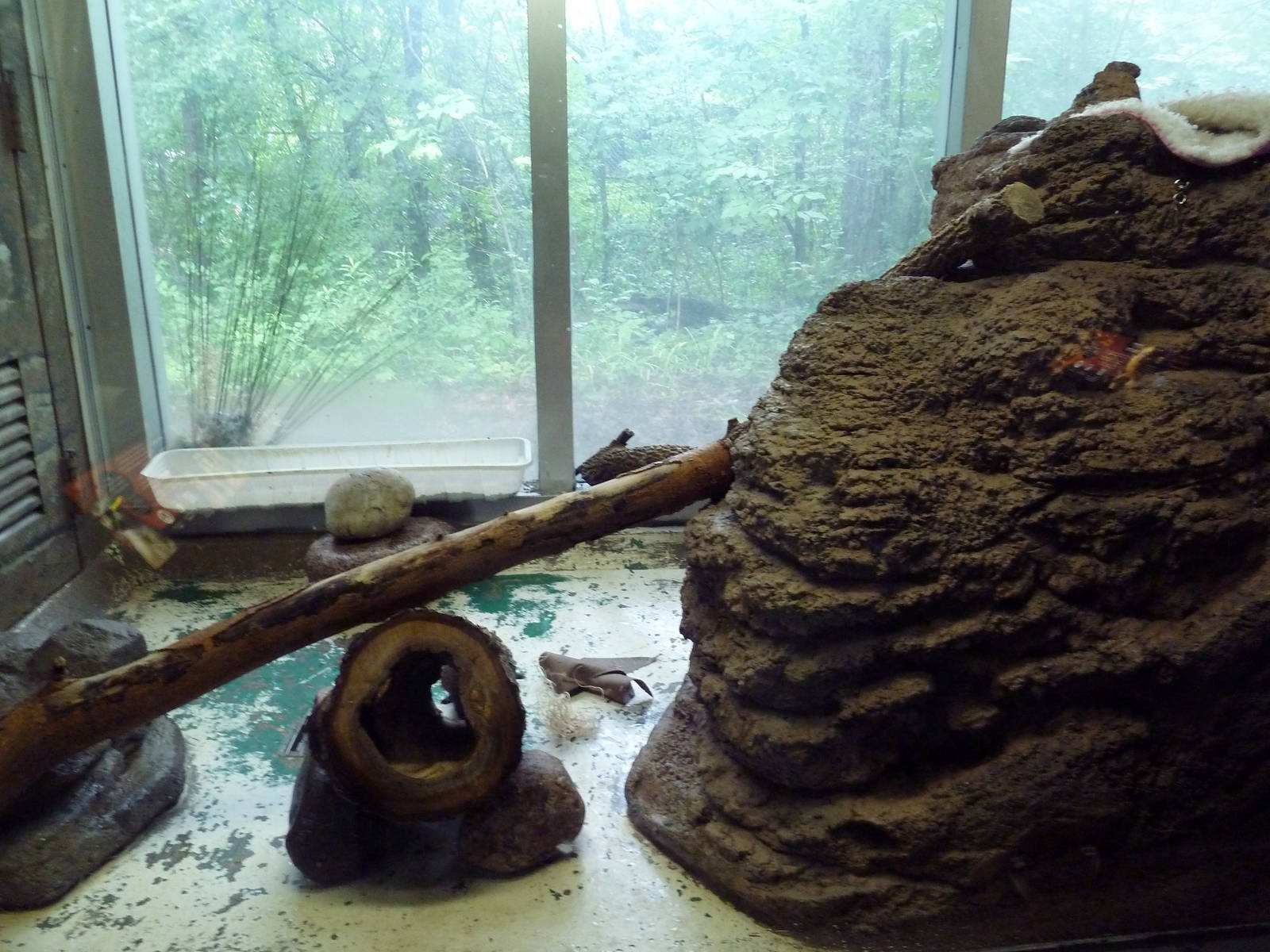 Small Mammals House - Dwarf Mongoose Exhibit