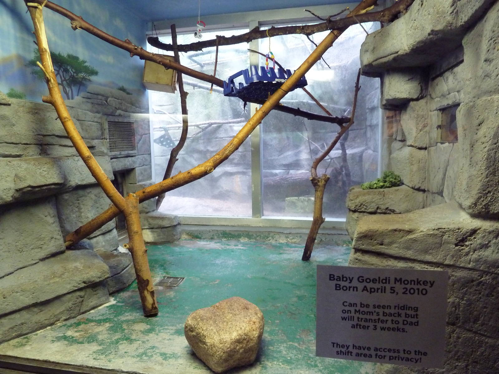Small Mammals House - Goeldi's Monkey Exhibit