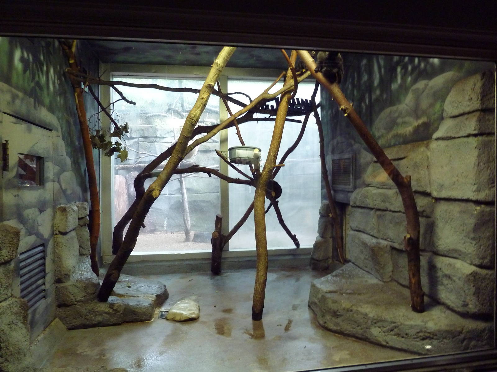 Small Mammals House - Goeldi's Monkey Exhibit