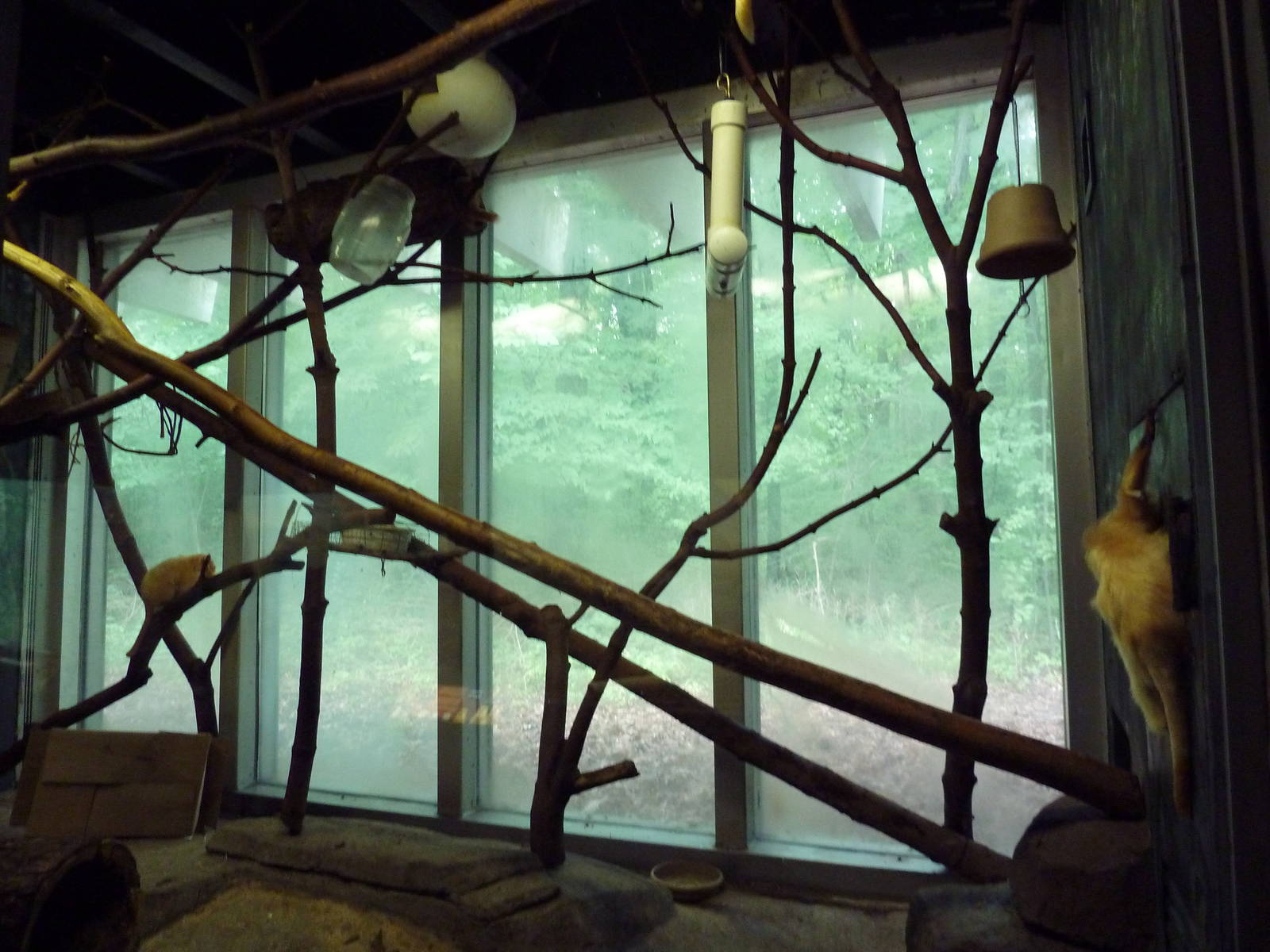 Small Mammals House - Golden Lion Tamarin Exhibit