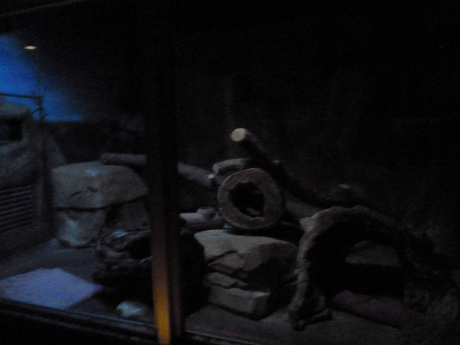 Small Mammals House - Nocturnal Section - Black-Footed Cat Exhibit