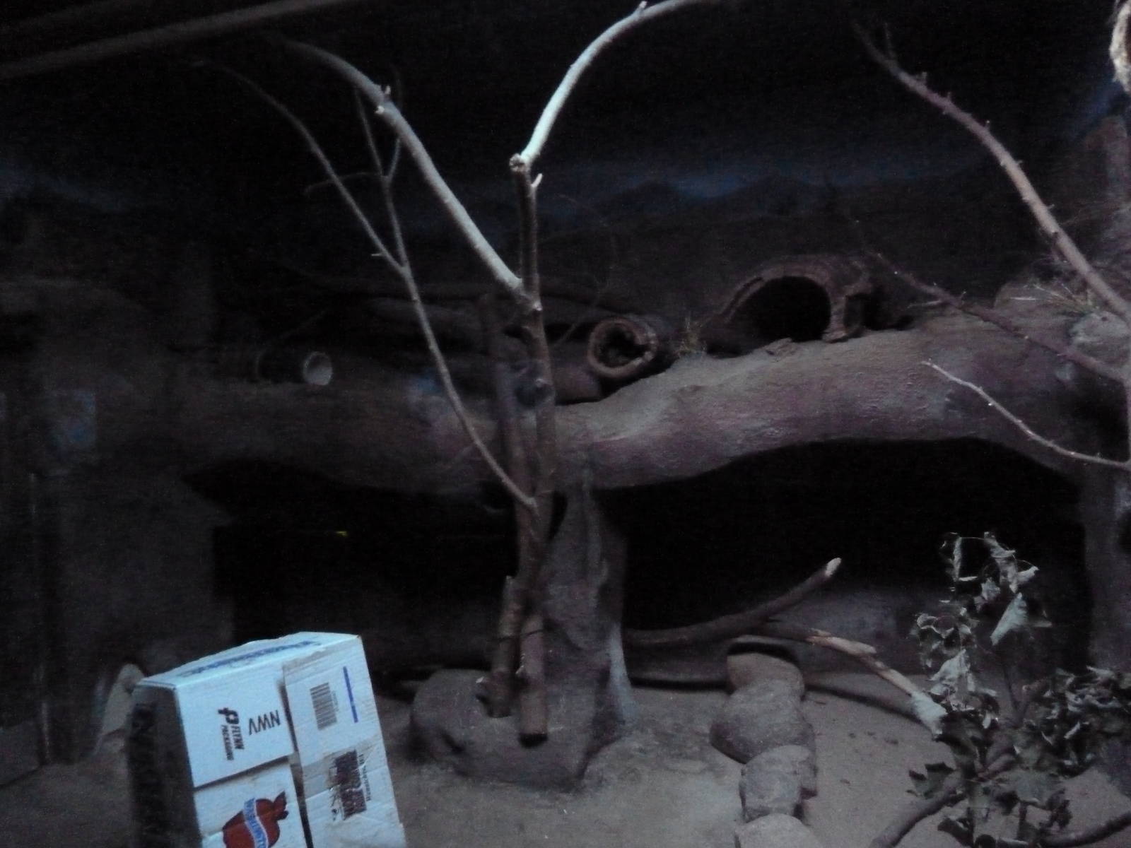 Small Mammals House - Nocturnal Section - Bushbaby Exhibit