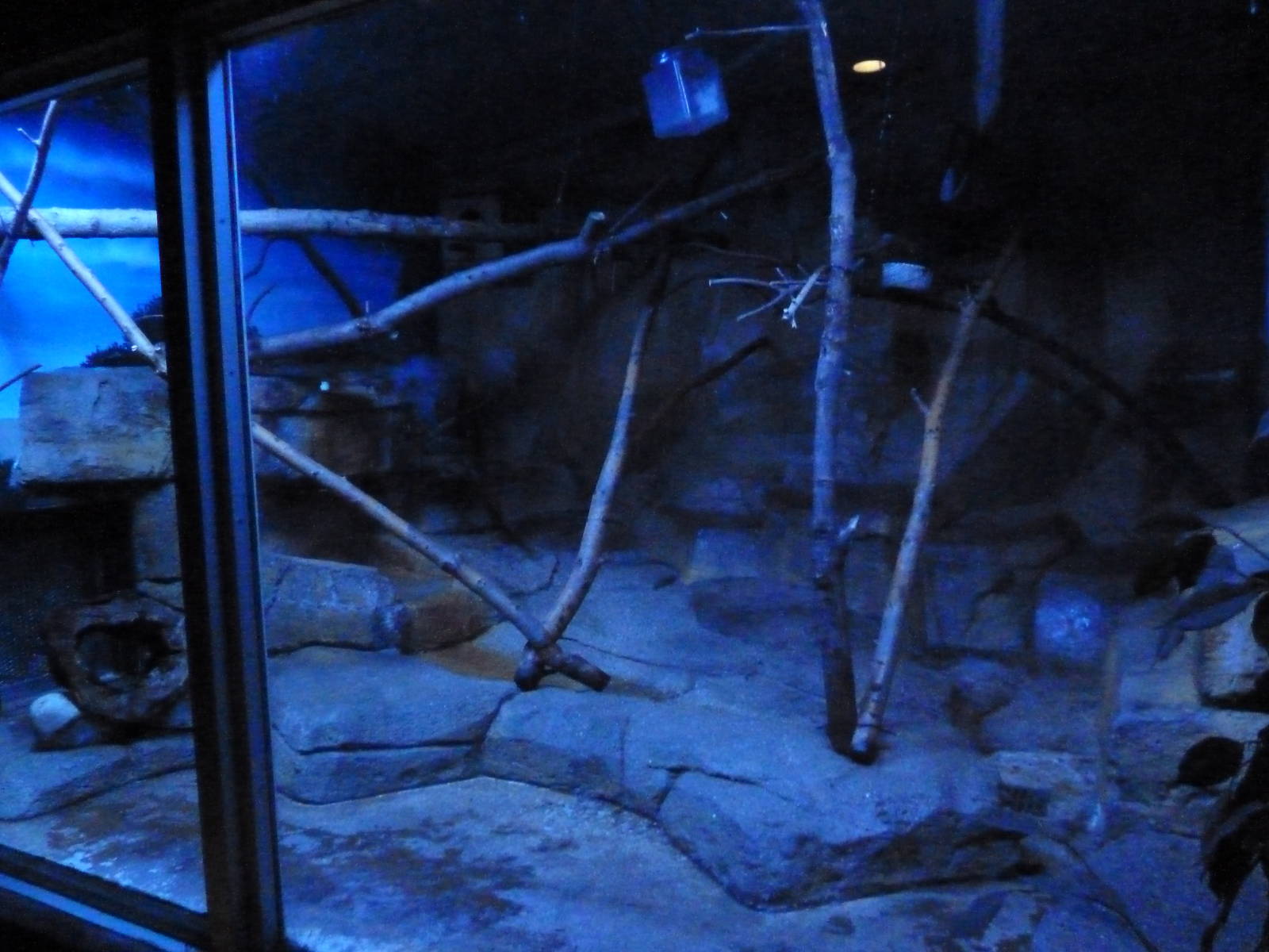 Small Mammals House - Nocturnal Section - Douroucouli Exhibit