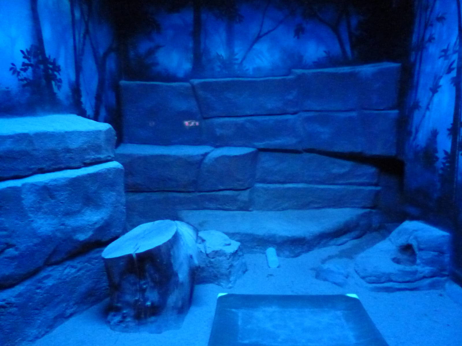 Small Mammals House - Nocturnal Section - Fennec Fox Exhibit
