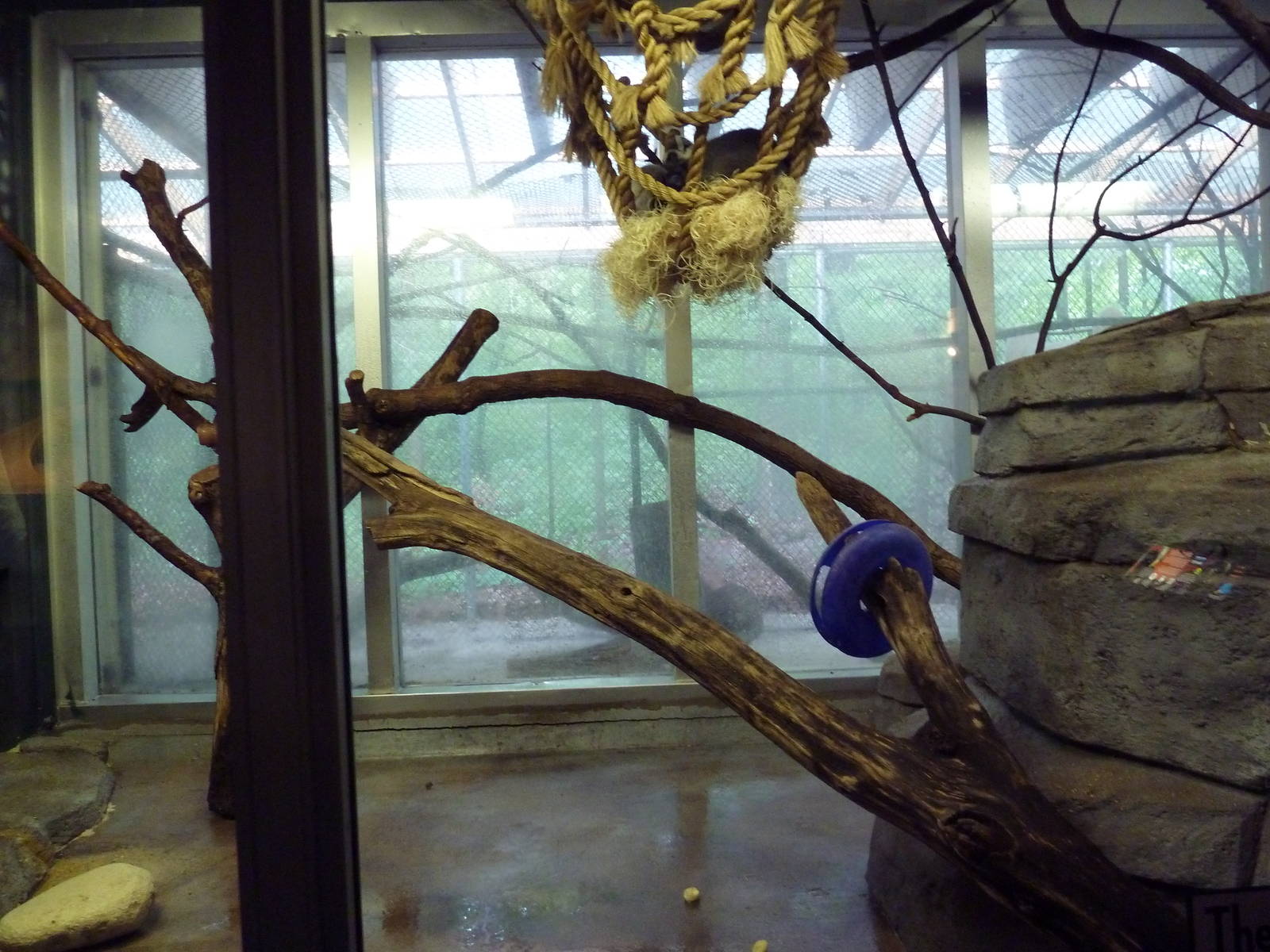 Small Mammals House - Ring-Tailed Lemur Exhibit