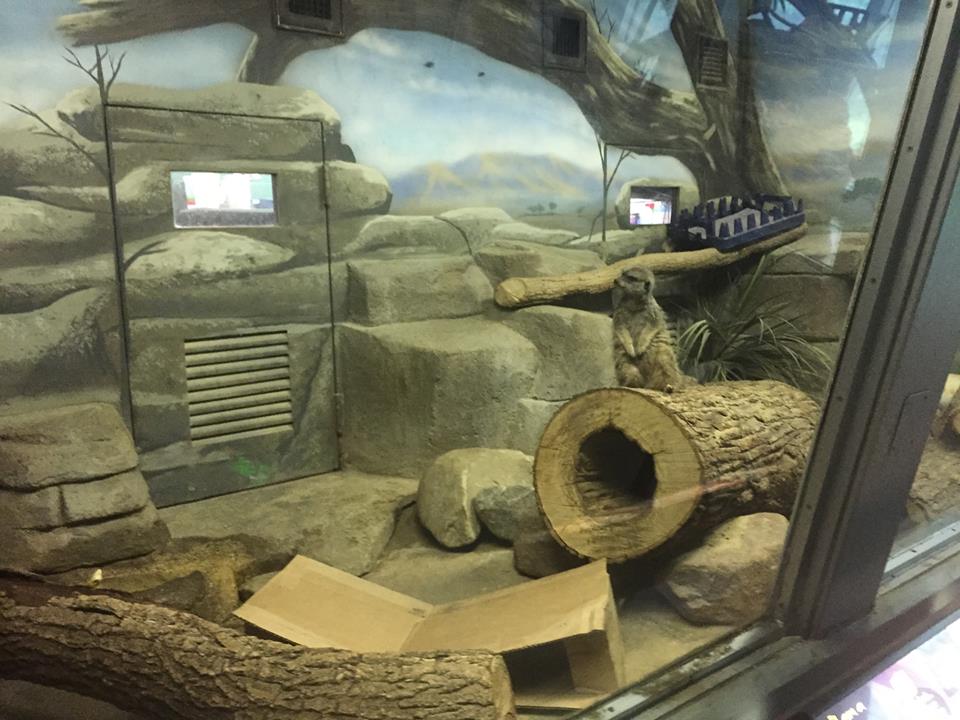 Small Mammals- Meerkat Janitor Closet