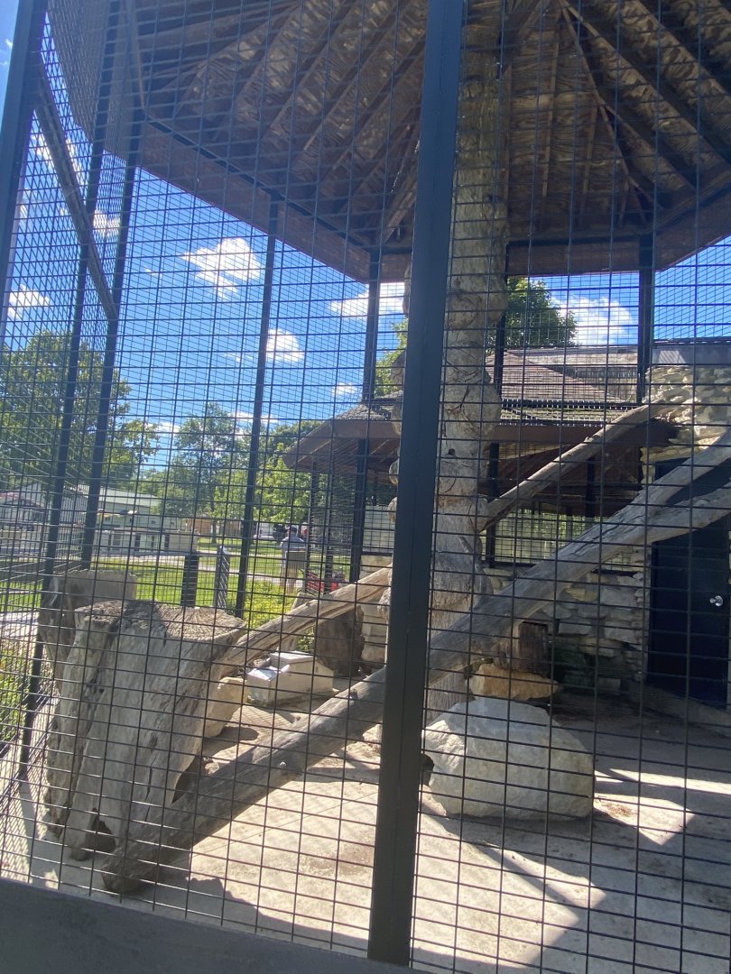 Small mammals- North American porcupine exhibit