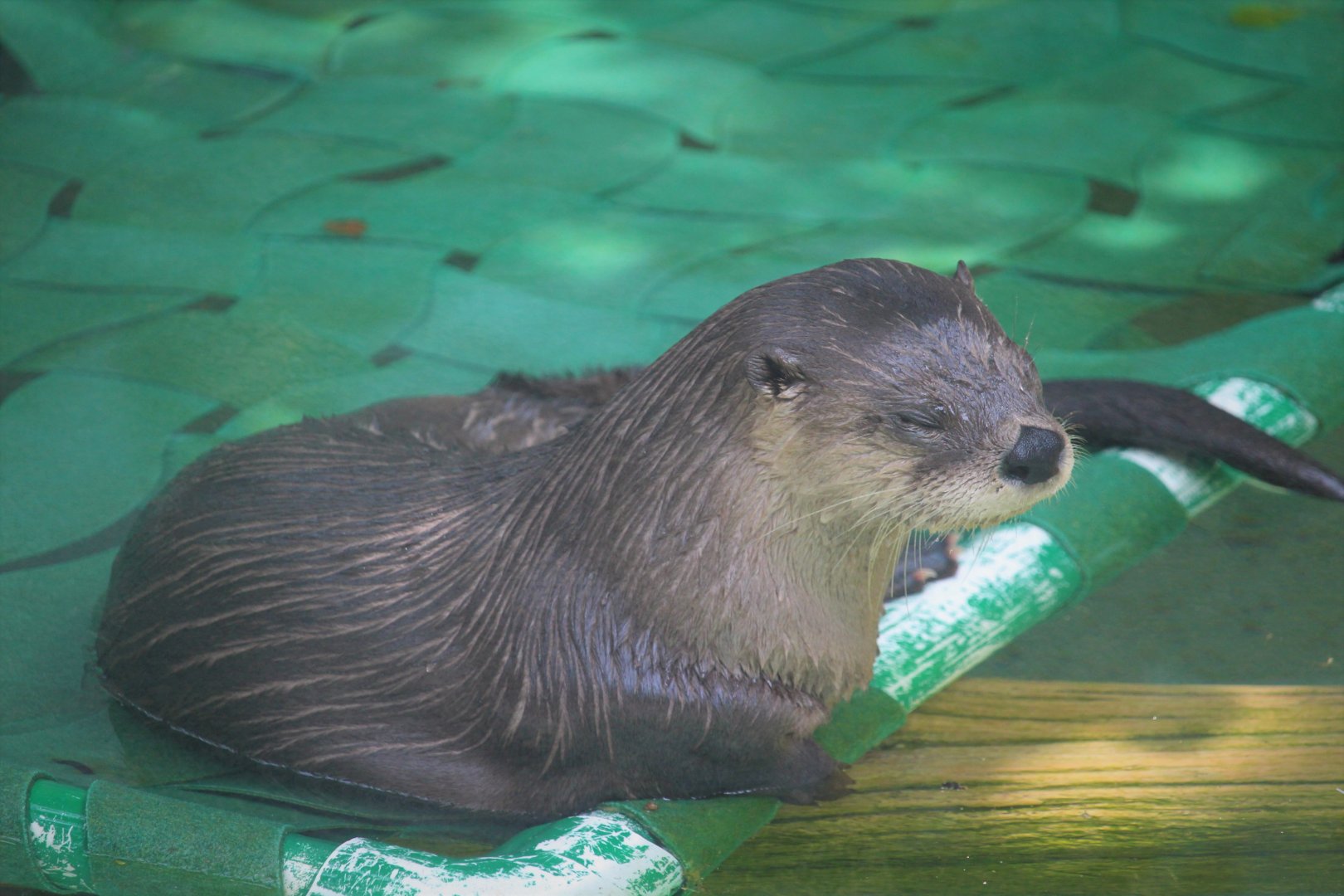 Small Mammals - North American River Otter