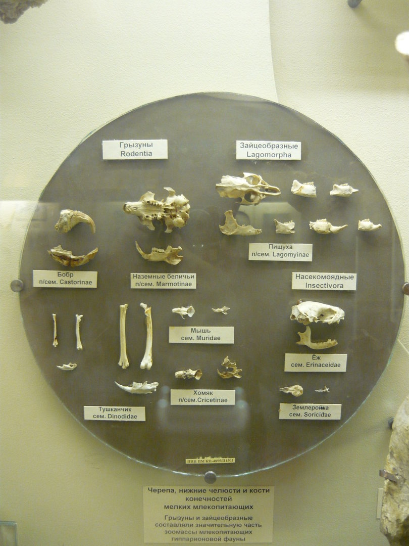 Small mammals of the Hipparion fauna