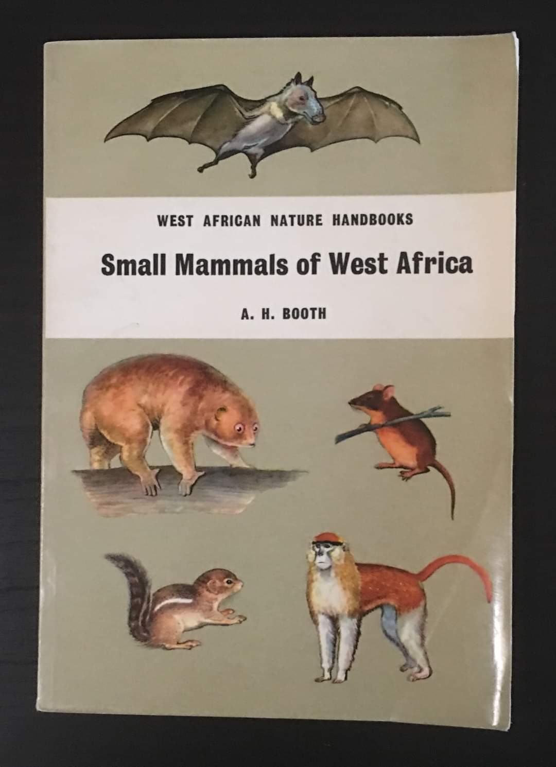 Small Mammals of West Africa