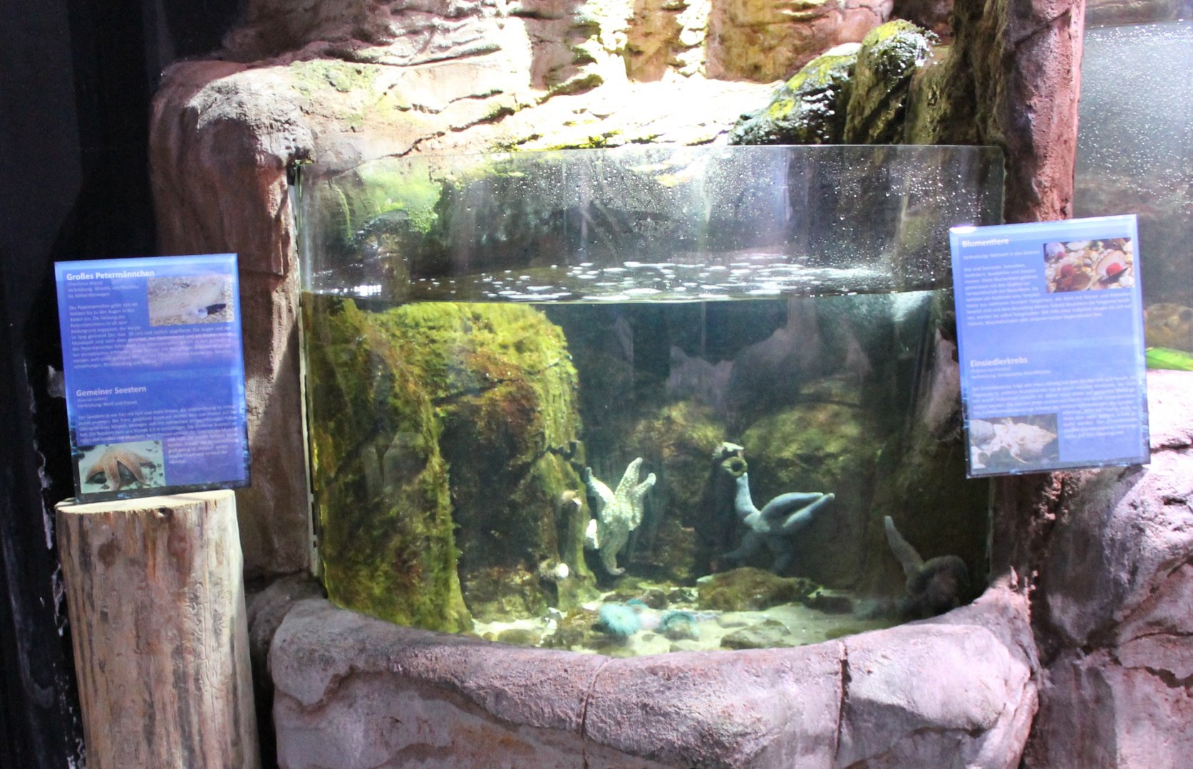 Small marine-tank