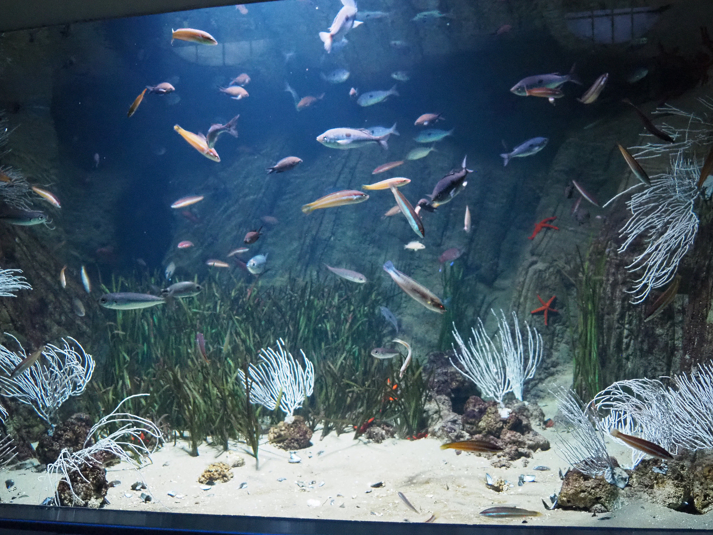 Small Mediterranean fish tank with seagrass, 2020-09-20