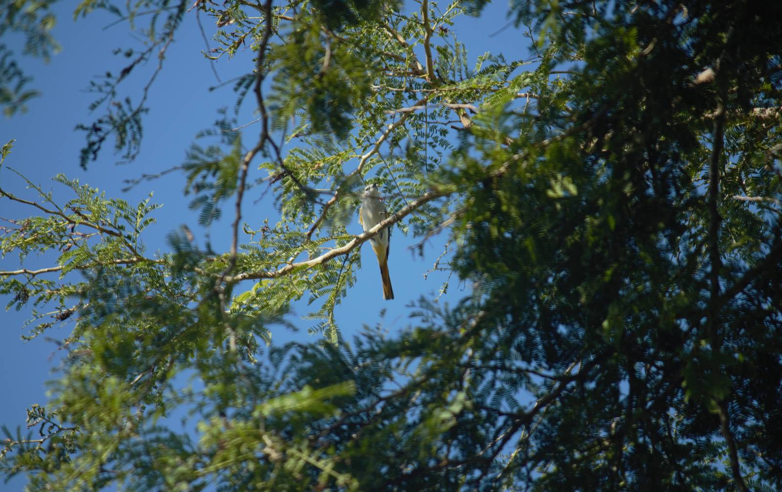 Small minivet female - Bali