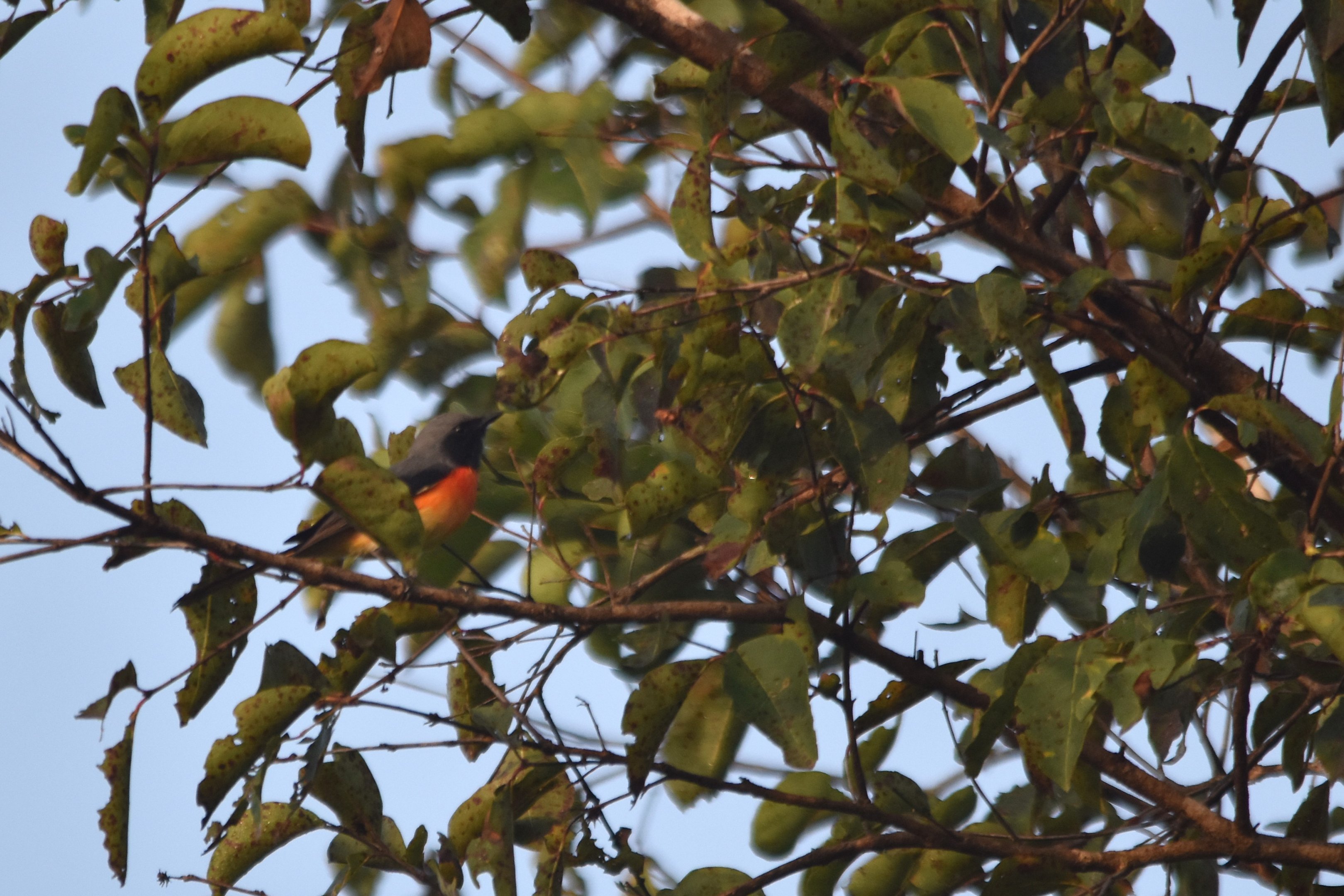 Small Minivet, Nagarahole Tiger Reserve, 24th November 2024