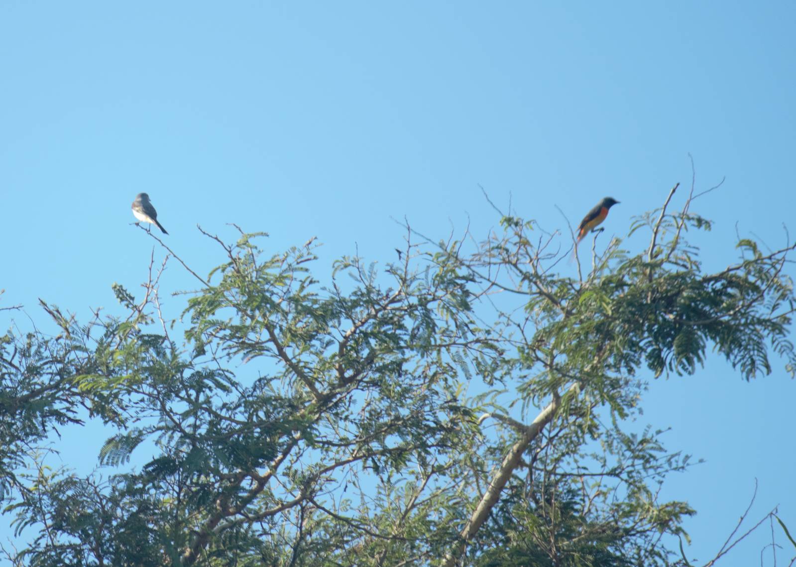 Small minivets - Bali