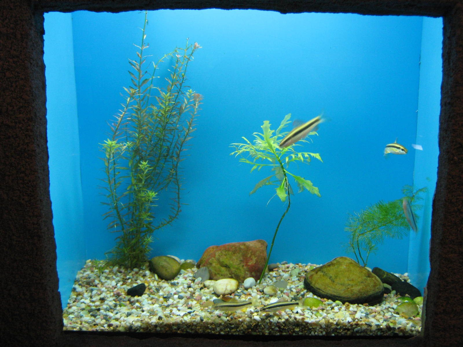 Small minnow (Sarcocheilichthys parvus)