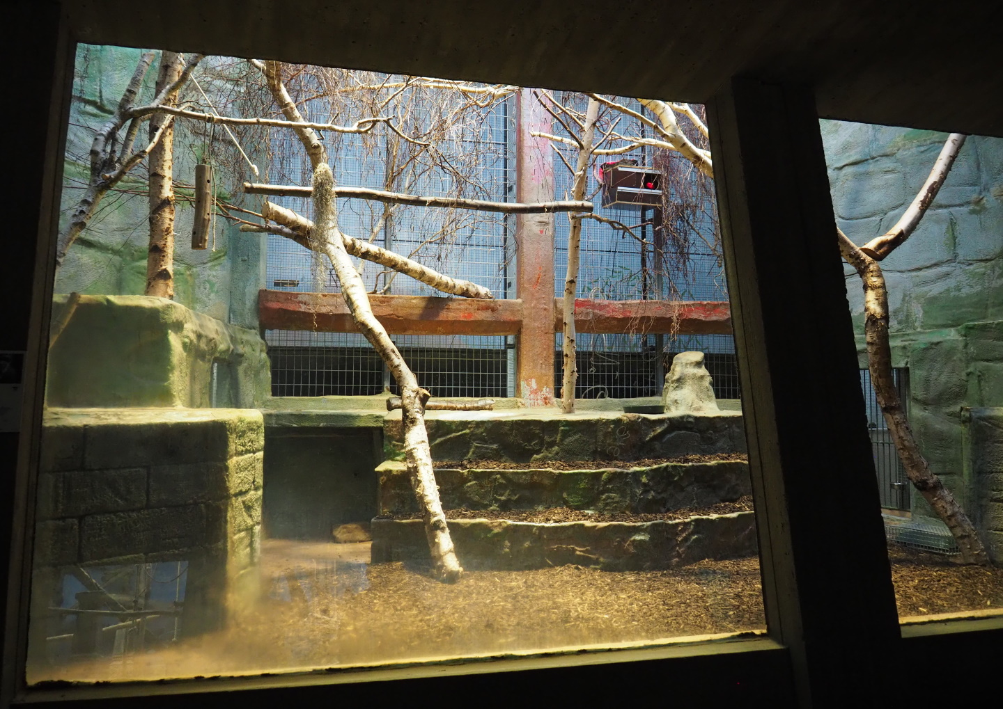 Small monkey house - Bearded emperor tamarin exhibit, 2021-06-12